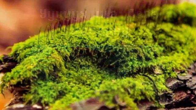 КОЛЛАБОРАЦИЯ ТОБИ ФОКСА И АНДЕРФАНА | Первоапрельский смотреть онлайн