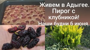 Сибиряки в Адыгее/ Пирог с клубникой/Обрезка барбариса и клена/Наши будни 6 июня/