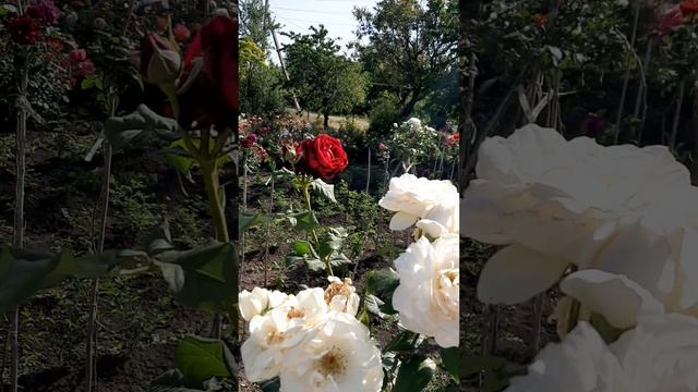 Красотки на продажу!
Краснодарский край 7 июня 2025