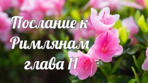 Послание к Римлянам глава 11