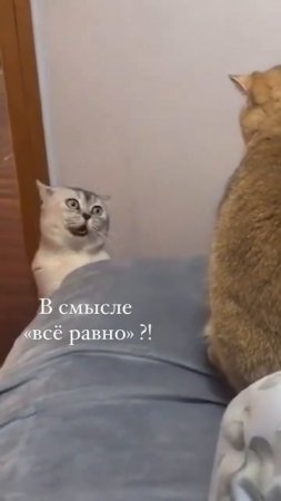 @video_smeshnyе.mp4