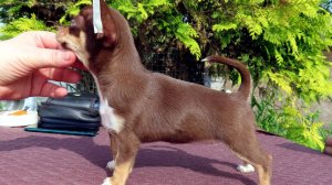 #СКИДКИ #щенок #чихуахуа Ягодка Малинка 1,5 месяца #купитьчихуахуапродаю 89215950848