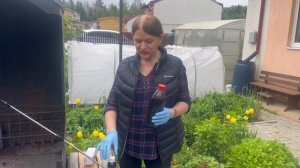 Как обработать свой сад от болезней и насекомых вредителей при органическом земледелии.