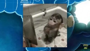 мои поющие монстры | эфирные и коробас в MsM DOF’е? | новый