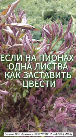ПИОНЫ  НЕ ЦВЕТУТ - ОДНА ЛИСТВА  КАК ЗАСТИВИТЬ ЦВЕСТИ ПИОНЫ #огород #садоводничество #сад