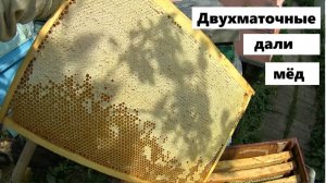 Двухматочна семья на 5 июня.