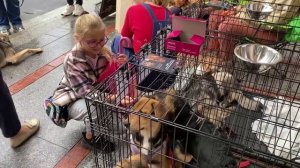 🦁Завтра с 11:00 до 18:00 на ВДНХ пройдет выставка питомцев из приютов «Ищу друга»🦁