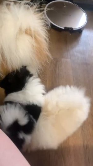 2619266864924483397