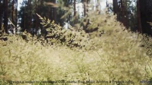 Природа становится личной вселенной под этот трек - Illusions Part 1 -- Vulpiano Records Artists --