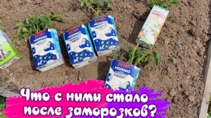 06.06.25 Полила теплицы, высадила чудиков и наконец-то убралась около сарая. Покупки из Фикс Прайс.