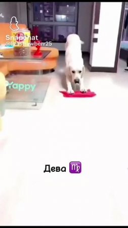 какая ты собака по зз?