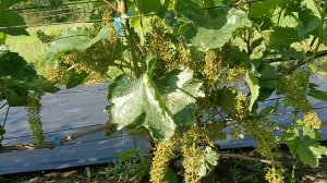 Виноград к-ш Алекс и Фреш мускат(Щереденкова В. А) на 07.06.25г.виноградник Король В. Н. г.Краснодар