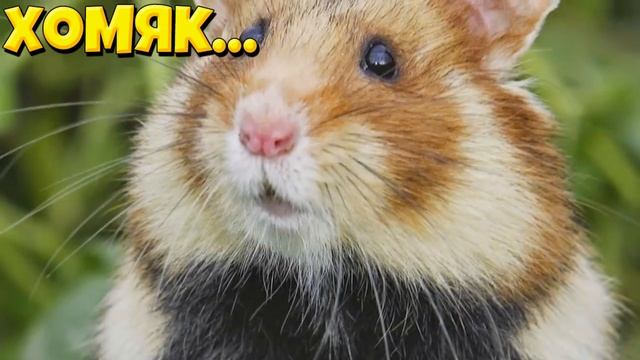 ЧИКИБАМБОНИ ПЕСНЯ | Все виды LYRICS! ЧИКИБАМБОНИ МИНУС ПЕ? смотреть онлайн