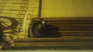 Кот спит на лавочке ночью