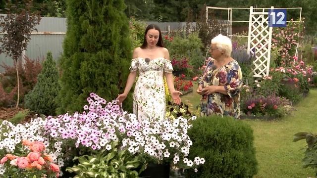Дачные советы: петуниевое дерево