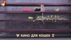 Видео для кошек про крысок развлекать питомцев 🐭🐀😂 (147)