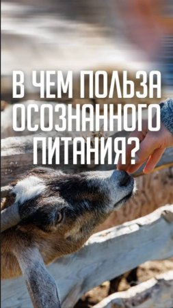 В чем польза осознанного питания?