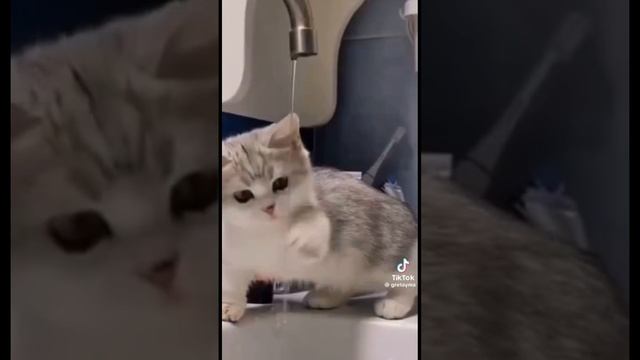 котики