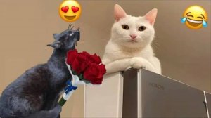 Самые Смешные видео с животными которые мгновенно сделают ваш день лучше! #1