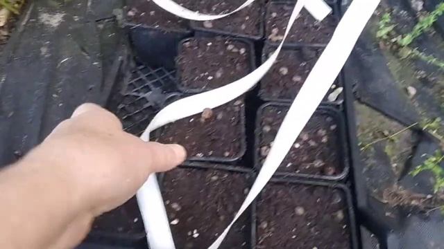 секреты эффективного укоренения усов клубники