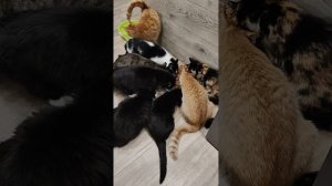 ПОДДЕРЖИТЕ НАС ПОЖАЛУЙСТА 
🙏🙏🙏

89114334051
Сбер / Тинькофф
🙏🙏🙏🆘