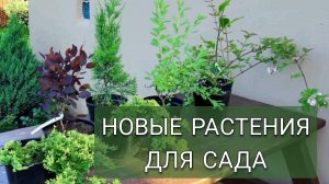 НОВЫЕ РАСТЕНИЯ ДЛЯ САДА. 7.06.2025г.