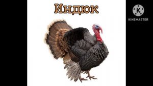 Голоса Домашних Животных