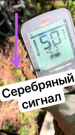Серебряный сигнал в корнях березы