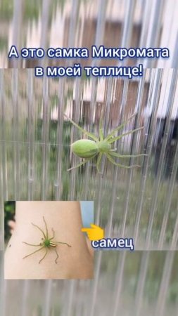 Больше про зелёного паука! 🕷️   #shorts #пауки