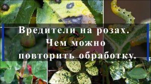 Вредители на розах. Чем можно повторить обработку.