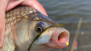 КАРАСЬ ДУРЕЕТ ОТ СОСОК! ЖОР КАРАСЯ В ИЮНЕ НА МЕЛИ. ЛОВЛЯ КРУПНОГО КАРАСЯ ЛЕТОМ.