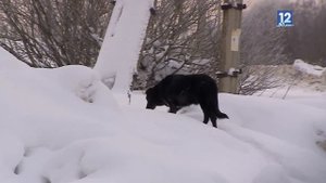 Неизвестный стрелял в бездомных собак в Череповце