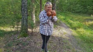 Сбор грибов в лесах Мещерского края