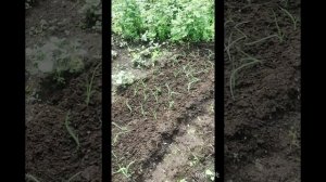 Огородные дела. Посадили помидоры в грунт🍎🍎🍎