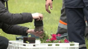 100 000 цветов планируется высадить на клумбах Солигорск