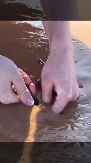 Кто проживает на берегу моря?