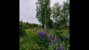 прогулка в Муром 7 июня