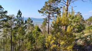 Субарга "Даши Балбар"!