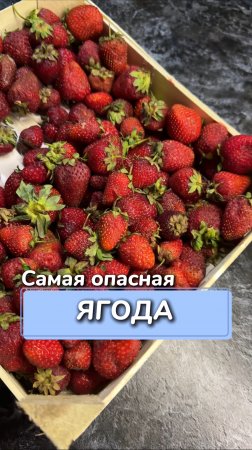 Самая опасная ягода
Артикул на WB #93550775
Ozon #655295171