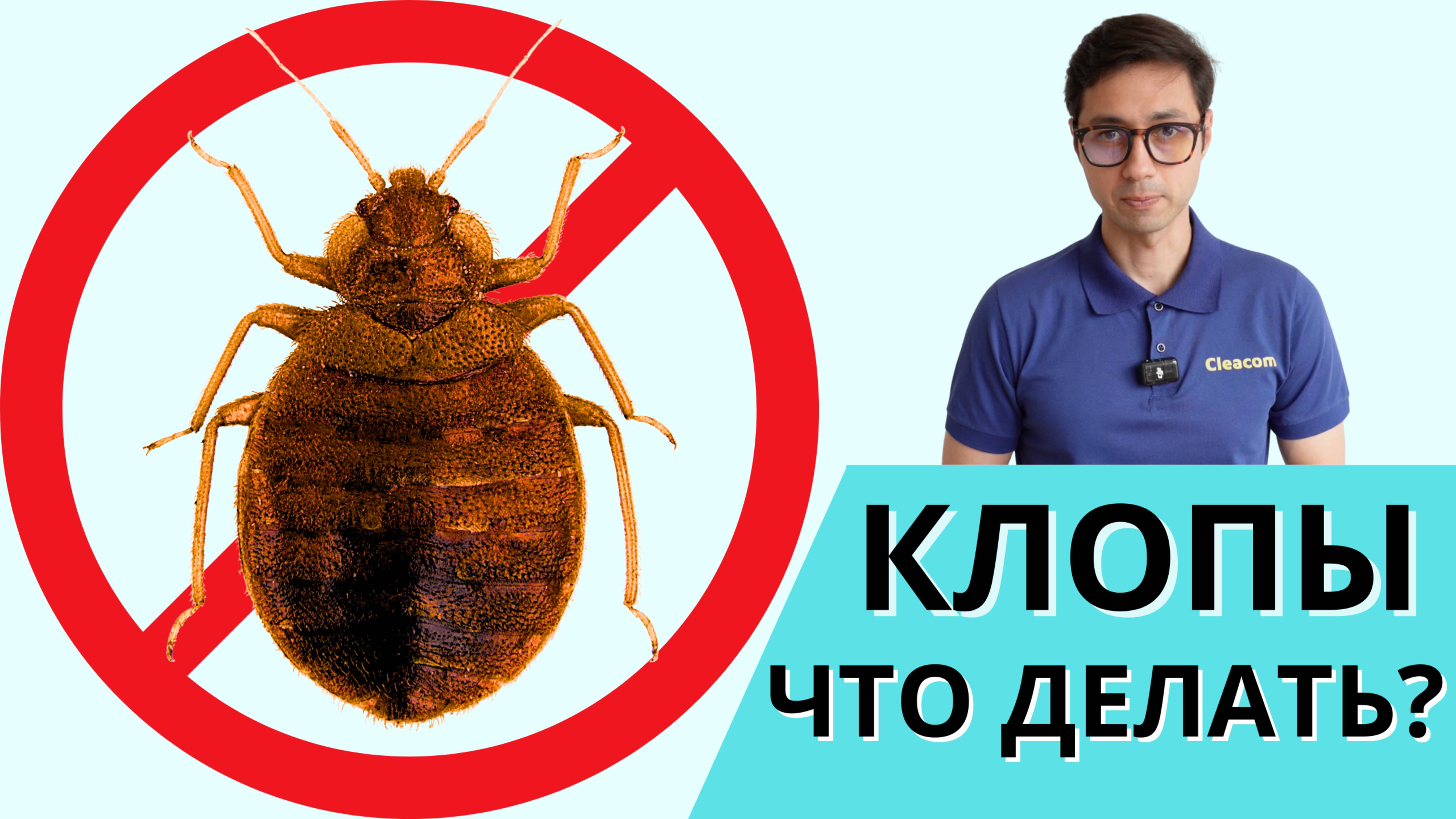 Клопы в квартире - что делать и как избавиться?