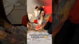 Коты и хозяева любовь
