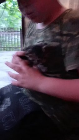 котёнок симба
