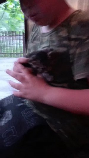 котёнок симба