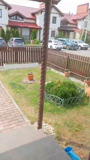 Корги и чихуахуа бегают по кругу — смешное видео с собаками! 😂🐶
