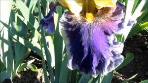 Джурэссик Парк  высокий ирис