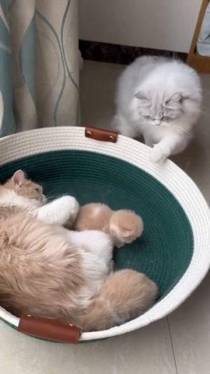 Счастливый папочка хочет познакомиться с детьми 🐈🤗😻