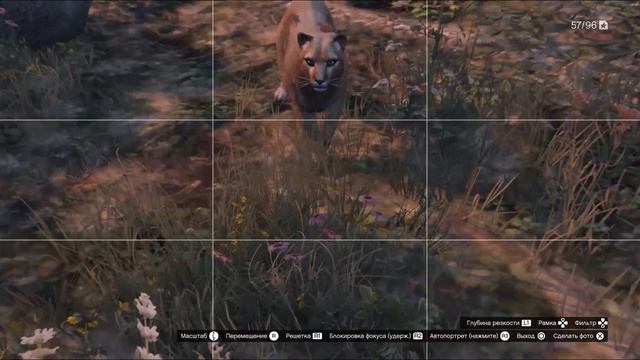 Фотоохота в GTA Online | Где найти пуму