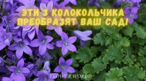 Эти 3 Колокольчика Преобразят Ваш Сад!