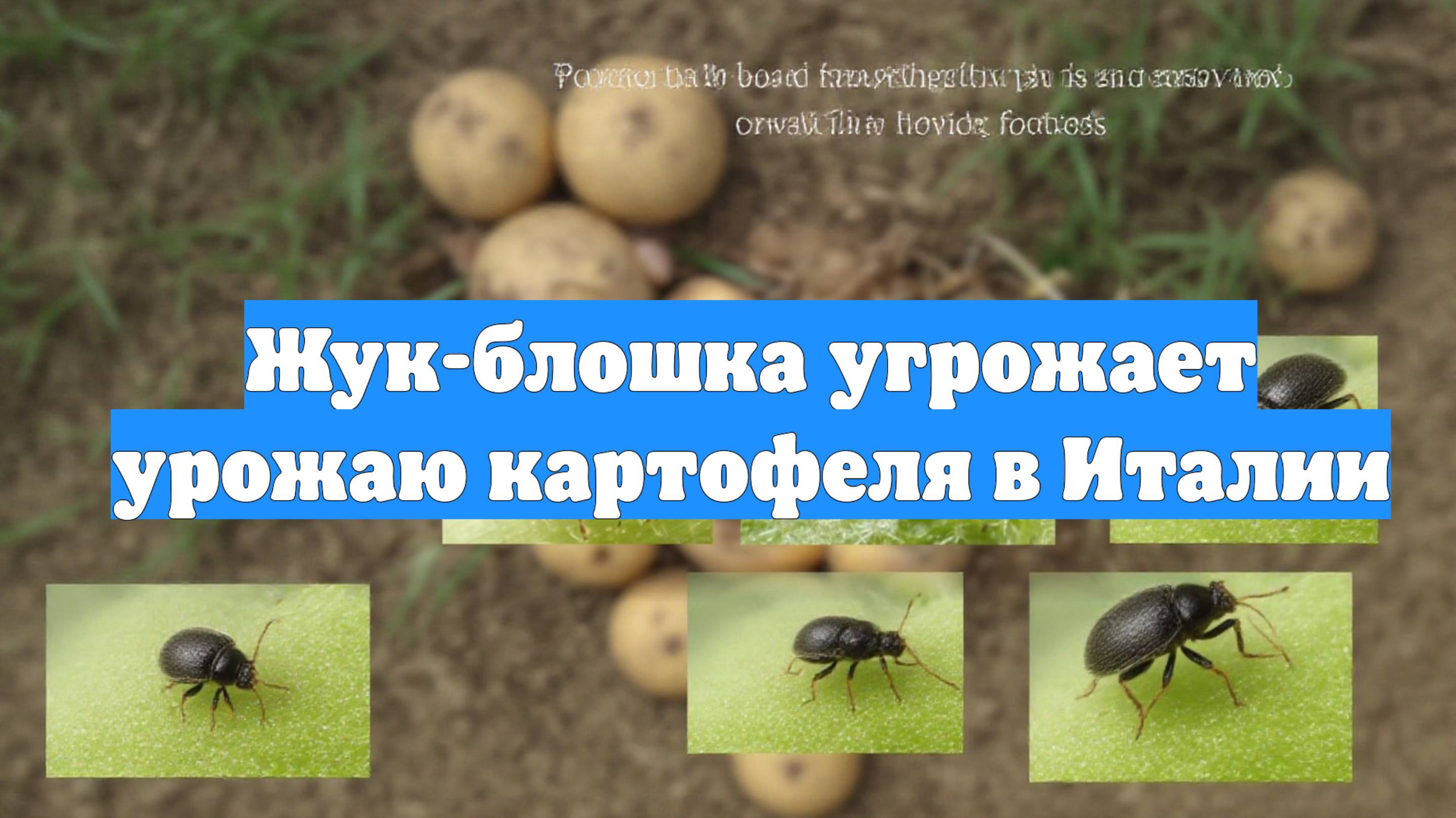 Жук-блошка угрожает урожаю картофеля в Италии