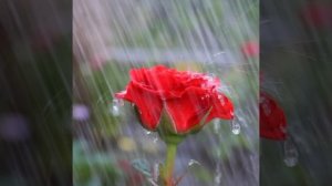 Поль Мориа. "Дождь". Paul Mauriat. "Rain".